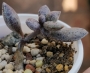Адромисхус (Adromischus hemisphaericus Tierberg)