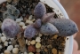 Адромисхус (Adromischus hemisphaericus Tierberg)