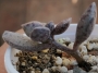 Адромисхус (Adromischus hemisphaericus Tierberg)