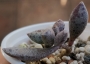 Адромисхус (Adromischus hemisphaericus Tierberg)