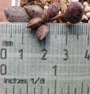 Адромисхус (Adromischus hemisphaericus Tierberg)