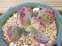 Адромисхус (Adromischus Hemisphaericus 天錦章)