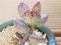 Адромисхус (Adromischus Hemisphaericus 天錦章)