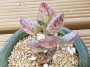 Адромисхус (Adromischus Hemisphaericus 天錦章)