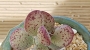 Адромисхус (Adromischus Hemisphaericus 天錦章)