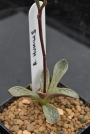 Адромисхус (Adromischus humilis)