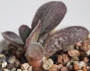 Адромисхус (Adromischus maculatus Burgund Typ)