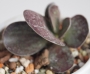Адромисхус (Adromischus maculatus Burgund Typ)