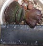 Адромисхус (Adromischus maculatus Burgund Typ)
