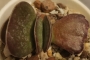 Адромисхус (Adromischus maculatus Burgund Typ)