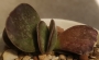 Адромисхус (Adromischus maculatus Burgund Typ)