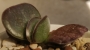 Адромисхус (Adromischus maculatus Burgund Typ)