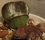 Адромисхус (Adromischus maculatus Burgund Typ)