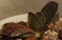 Адромисхус (Adromischus maculatus Burgund Typ)