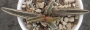 Адромисхус (Adromischus marianae likely clanwilliam)