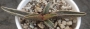 Адромисхус (Adromischus marianae likely clanwilliam)