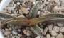 Адромисхус (Adromischus marianae likely clanwilliam)