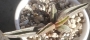 Адромисхус (Adromischus marianae likely clanwilliam)