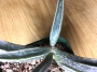 Адромисхус (Adromischus marianae likely clanwilliam)
