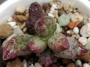 Адромисхус (Adromischus marianiae NBG701/75)