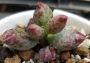 Адромисхус (Adromischus marianiae NBG701/75)