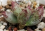 Адромисхус (Adromischus marianiae NBG701/75)