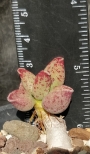 Адромисхус (Adromischus marianiae NBG701/75)