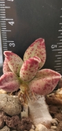 Адромисхус (Adromischus marianiae NBG701/75)
