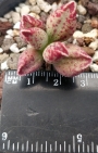 Адромисхус (Adromischus marianiae NBG701/75)