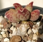 Адромисхус (Adromischus marianiae NBG701/75)