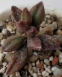 Адромисхус (Adromischus marianiae var. antidorcatum)