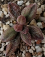 Адромисхус (Adromischus marianiae var. antidorcatum)