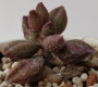 Адромисхус (Adromischus marianiae var. antidorcatum)
