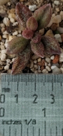 Адромисхус (Adromischus marianiae var. antidorcatum)