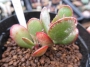 Адромисхус (Adromischus roanianus)