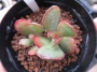 Адромисхус (Adromischus roanianus)