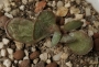 Адромисхус (Adromischus roanianus)