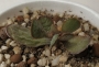 Адромисхус (Adromischus roanianus)