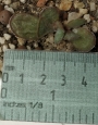 Адромисхус (Adromischus roanianus)