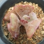 Адромисхус (Adromischus triflorus Red heart, Calico Hearts)