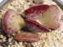 Адромисхус (Adromischus triflorus Red heart, Calico Hearts)