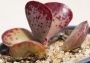 Адромисхус (Adromischus triflorus Red heart, Calico Hearts)