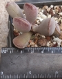 Адромисхус (Adromischus triflorus Red heart, Calico Hearts)