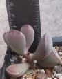Адромисхус (Adromischus triflorus Red heart, Calico Hearts)