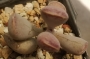Адромисхус (Adromischus triflorus Red heart, Calico Hearts)