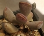 Адромисхус (Adromischus triflorus Red heart, Calico Hearts)