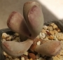 Адромисхус (Adromischus triflorus Red heart, Calico Hearts)