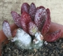 Адромисхус (Adromischus tryginus アドロミスクス トリギナス)