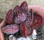 Адромисхус (Adromischus tryginus アドロミスクス トリギナス)