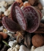 Адромисхус (Adromischus tryginus アドロミスクス トリギナス)